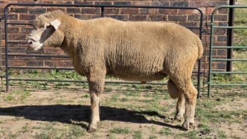 1X DORMER RAM DAVID, DEON STEYN