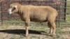 1X DORMER RAM DAVID, DEON STEYN