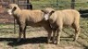 2X DORMER RAM DAVID, DEON STEYN (Per animal to take the lot)