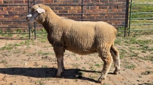 1X DORMER RAM DAVID, DEON STEYN
