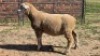 1X DORMER RAM DAVID, DEON STEYN