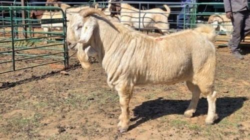 1X SAVANNA BUCK KLIPHARD BOERDERY T/A BUON SENSO (PTY) LTD. DONALD THOMSON