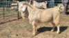 1X SAVANNA BUCK KLIPHARD BOERDERY T/A BUON SENSO (PTY) LTD. DONALD THOMSON