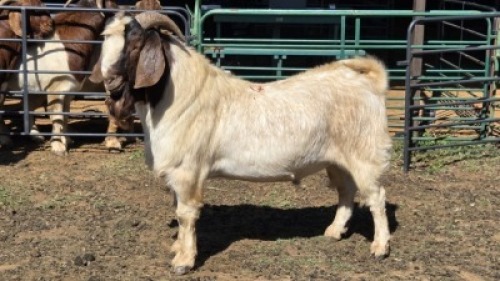1X BOER GOAT BUCK KLIPHARD BOERDERY T/A BUON SENSO (PTY) LTD. DONALD THOMSON