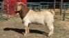 1X BOER GOAT BUCK KLIPHARD BOERDERY T/A BUON SENSO (PTY) LTD. DONALD THOMSON