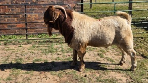 1X BOER GOAT BUCK KLIPHARD BOERDERY T/A BUON SENSO (PTY) LTD. DONALD THOMSON