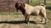 1X BOER GOAT BUCK KLIPHARD BOERDERY T/A BUON SENSO (PTY) LTD. DONALD THOMSON