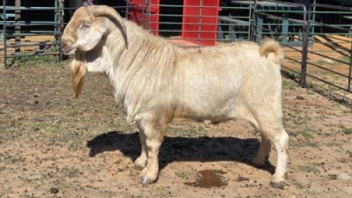 1X SAVANNA BUCK KLIPHARD BOERDERY T/A BUON SENSO (PTY) LTD. DONALD THOMSON
