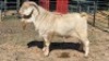 1X SAVANNA BUCK KLIPHARD BOERDERY T/A BUON SENSO (PTY) LTD. DONALD THOMSON