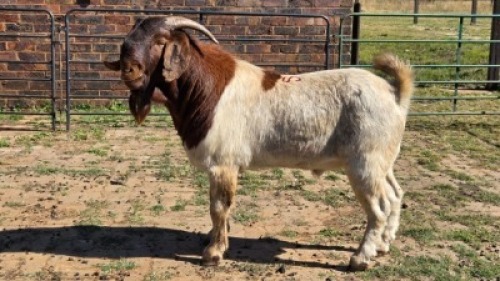 1X BOER GOAT BUCK KLIPHARD BOERDERY T/A BUON SENSO (PTY) LTD. DONALD THOMSON