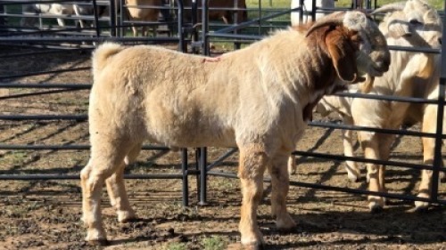 1X BOER GOAT BUCK KLIPHARD BOERDERY T/A BUON SENSO (PTY) LTD. DONALD THOMSON