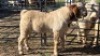 1X BOER GOAT BUCK KLIPHARD BOERDERY T/A BUON SENSO (PTY) LTD. DONALD THOMSON