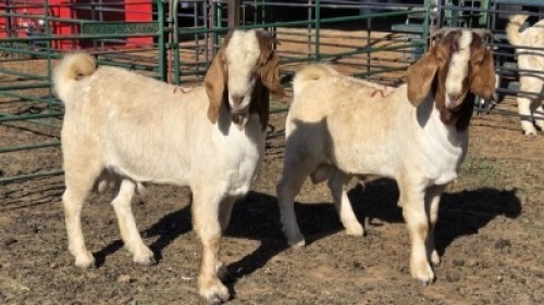 2X BOER GOAT BUCK KLIPHARD BOERDERY T/A BUON SENSO (PTY) LTD. DONALD THOMSON (Per animal to take the lot)