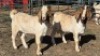 2X BOER GOAT BUCK KLIPHARD BOERDERY T/A BUON SENSO (PTY) LTD. DONALD THOMSON (Per animal to take the lot)