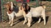 2X BOER GOAT BUCK KLIPHARD BOERDERY T/A BUON SENSO (PTY) LTD. DONALD THOMSON (Per animal to take the lot)