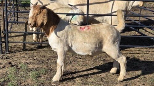 1X BOER GOAT BUCK KLIPHARD BOERDERY T/A BUON SENSO (PTY) LTD. DONALD THOMSON