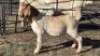 1X BOER GOAT BUCK KLIPHARD BOERDERY T/A BUON SENSO (PTY) LTD. DONALD THOMSON