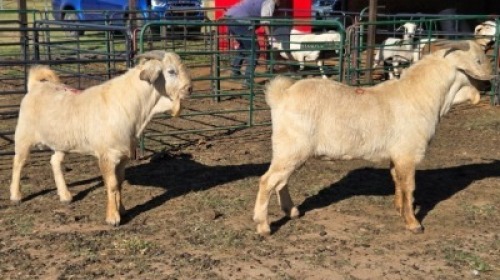 2X SAVANNA BUCK KLIPHARD BOERDERY T/A BUON SENSO (PTY) LTD. DONALD THOMSON (Per animal to take the lot)