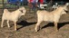 2X SAVANNA BUCK KLIPHARD BOERDERY T/A BUON SENSO (PTY) LTD. DONALD THOMSON (Per animal to take the lot)