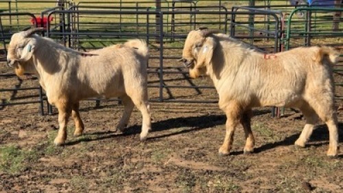 2X SAVANNA BUCK KLIPHARD BOERDERY T/A BUON SENSO (PTY) LTD. DONALD THOMSON (Per animal to take the lot)