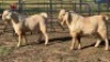 2X SAVANNA BUCK KLIPHARD BOERDERY T/A BUON SENSO (PTY) LTD. DONALD THOMSON (Per animal to take the lot)
