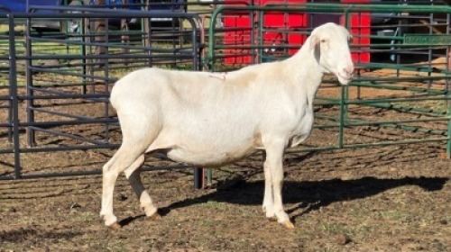 1X VAN ROOY CROSS DOE LIVESTOCK 88 84 (PTY) LTD.