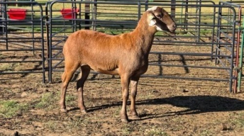 1X MEATMASTER EWE DELPORT BOERDERY