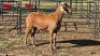 1X MEATMASTER EWE DELPORT BOERDERY