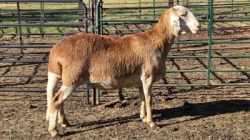 1X MEATMASTER EWE DELPORT BOERDERY