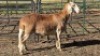 1X MEATMASTER EWE DELPORT BOERDERY