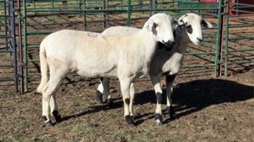2X MEATMASTER EWE DELPORT BOERDERY (Per animal to take the lot)