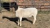1X DORPER EWE TIEGERPOORT DORPERS