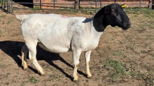 1X DORPER EWE B.A. VAN HEERDEN
