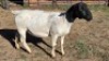 1X DORPER EWE B.A. VAN HEERDEN