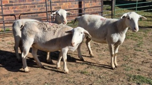 3X WHITE DORPER CROSS EWE B.A. VAN HEERDEN (Per animal to take the lot)