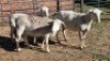 3X WHITE DORPER CROSS EWE B.A. VAN HEERDEN (Per animal to take the lot)