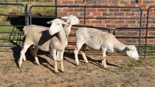 3X WHITE DORPER CROSS EWE B.A. VAN HEERDEN (Per animal to take the lot)