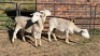 3X WHITE DORPER CROSS EWE B.A. VAN HEERDEN (Per animal to take the lot)