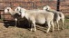 5X WHITE DORPER CROSS EWE B.A. VAN HEERDEN (Per animal to take the lot)