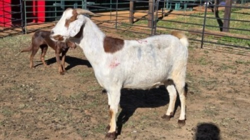 1X GOAT CROSS DOE SELLO BOPAPE