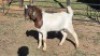 1X BOER GOAT BUCK SELLO BOPAPE
