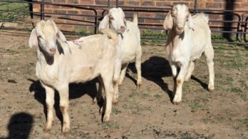 3X SAVANNA CROSS BUCK SELLO BOPAPE (Per animal to take the lot)