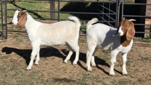 2X BOER GOAT DOE MONICA WILLATS (Per animal to take the lot)