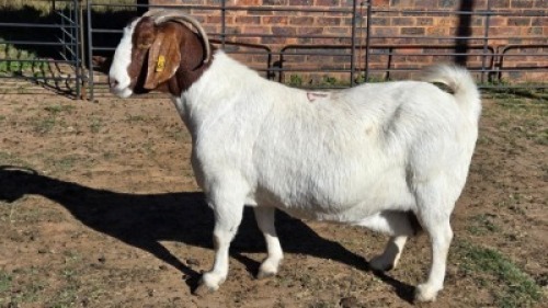 1X BOER GOAT DOE MONICA WILLATS