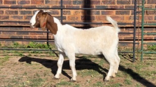 1X BOER GOAT DOE MONICA WILLATS