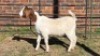 1X BOER GOAT DOE MONICA WILLATS