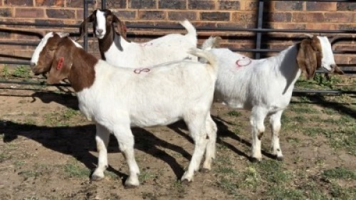 3X BOER GOAT DOE MONICA WILLATS (Per animal to take the lot)