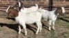 3X BOER GOAT DOE MONICA WILLATS (Per animal to take the lot)