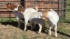 3X BOER GOAT DOE MONICA WILLATS (Per animal to take the lot)