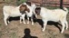 3X BOER GOAT BUCK MONICA WILLATS (Per animal to take the lot)